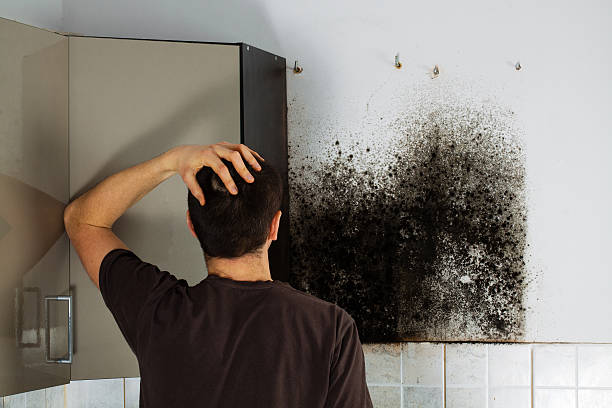 Best Black Mold Removal  in Lemont Furnace, PA